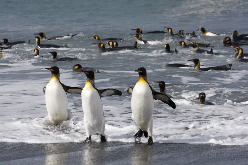 IMG_5136c.jpg - King Penguin (Aptenodytes patagonicus)